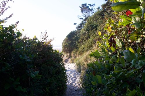 A sandy path surrounded by greenery leads to a beach, with trees in the background and sunlight shining through.