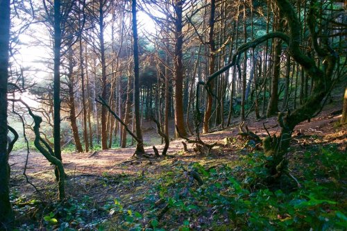 Sunlight filters through trees in a serene forest, casting dappled light on the ground and highlighting the lush greenery.