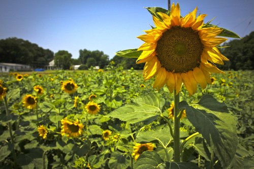 A vibrant sunflower stands tall in a field filled with blooming sunflowers under a clear blue sky.