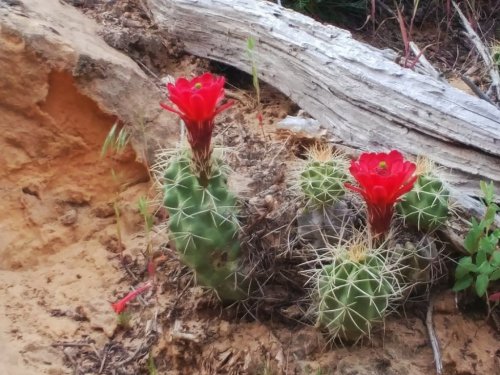 Two cacti with vibrant red flowers growing in sandy soil, surrounded by dry vegetation and a fallen log.