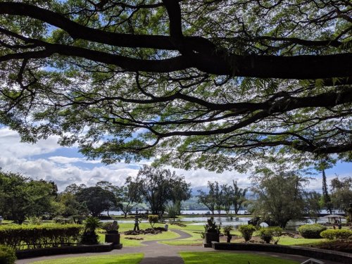 A lush park scene with a large tree canopy, pathways, and a view of a lake under a partly cloudy sky.