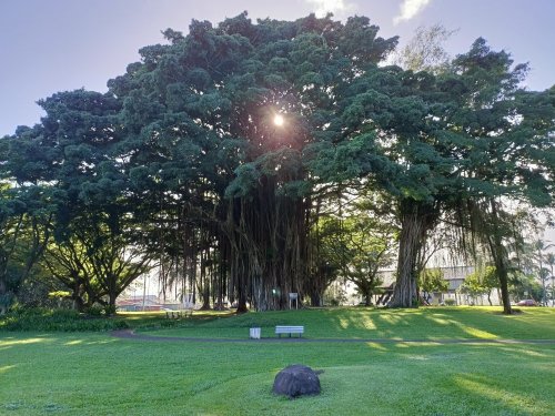 A large, lush tree with sprawling branches and roots, surrounded by green grass and a clear blue sky.