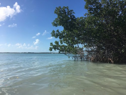 A serene coastal scene featuring clear blue water and a lush mangrove tree against a bright sky.