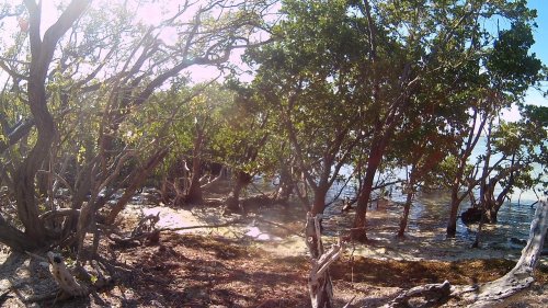 A serene coastal scene with trees and sandy ground, reflecting sunlight near the water's edge.