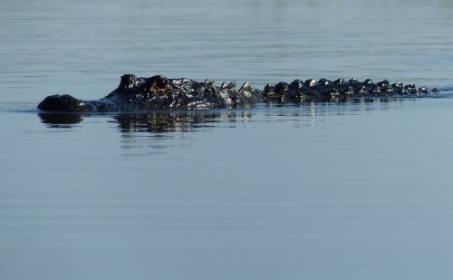 A crocodile partially submerged in calm water, with only its head and back visible above the surface.