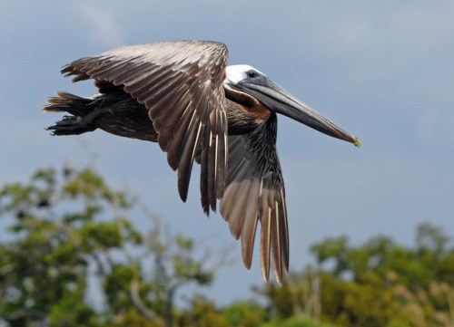 A brown pelican in flight, showcasing its large wingspan against a blue sky and green trees in the background.