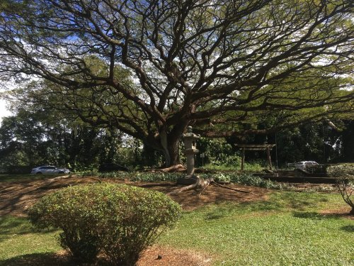 A large tree with sprawling branches stands in a park, surrounded by greenery and a stone lantern.