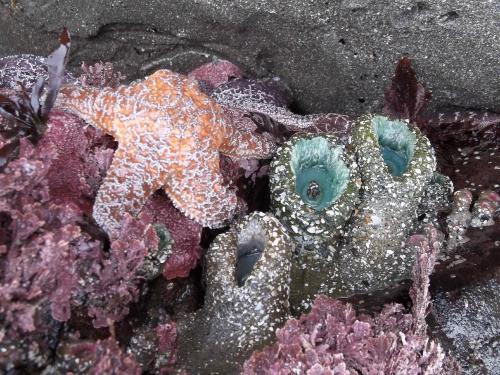 A vibrant tide pool scene featuring a starfish and colorful sea anemones among purple and green seaweed.