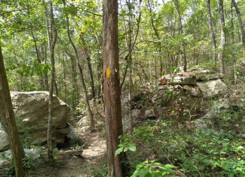 A wooded trail with a yellow marker on a tree, surrounded by rocks and dense greenery.