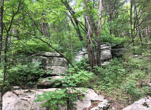Lush green forest with large rocks partially covered by vegetation and surrounded by trees.