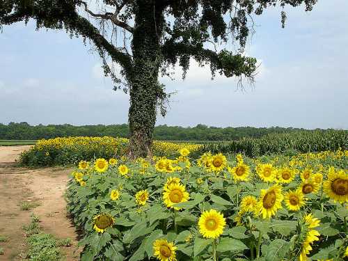 A field of vibrant sunflowers under a large tree, with a blue sky and green landscape in the background.