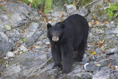 A black bear walking on rocky terrain surrounded by scattered leaves and greenery.