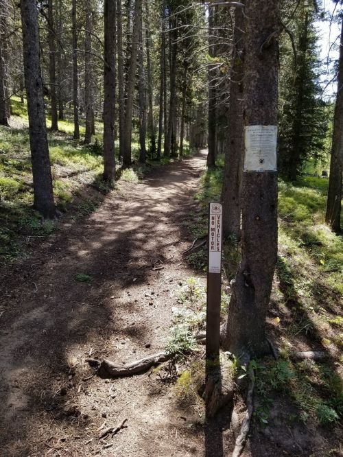 A dirt trail winding through a forest, with trees on either side and a trail marker visible.