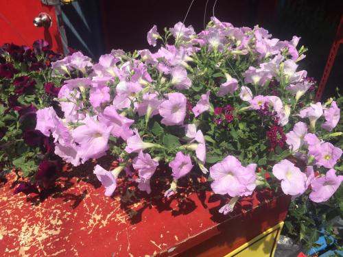 A vibrant display of purple and pink petunias in a hanging basket on a bright red surface.