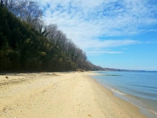 A serene beach scene with sandy shore, calm water, and trees lining the coastline under a blue sky with scattered clouds.