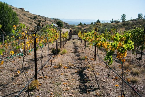 A vineyard with rows of grapevines, surrounded by hills and a clear blue sky.