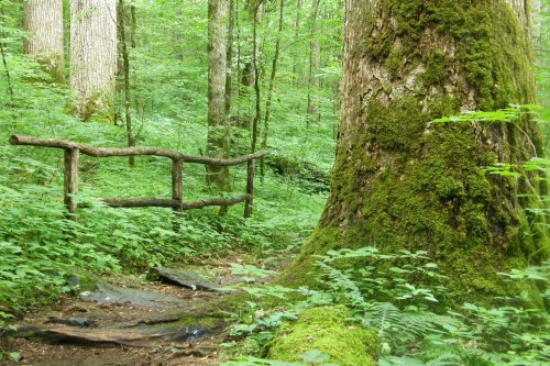 A lush green forest with a moss-covered tree and a wooden fence along a narrow path.