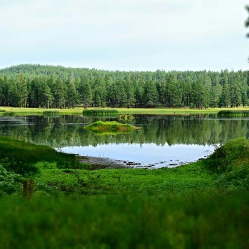 A serene lake surrounded by lush green trees and grass, reflecting the landscape in calm waters.