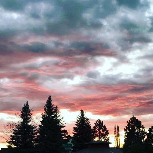 A vibrant sunset with pink and orange hues behind silhouetted trees and rooftops.