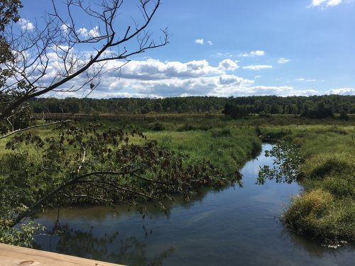 A serene landscape featuring a winding stream surrounded by lush greenery and a blue sky with scattered clouds.