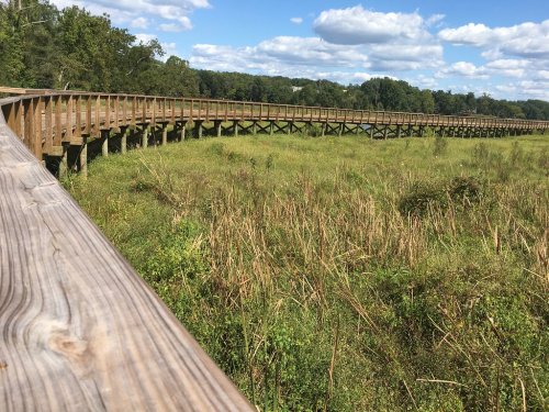 A wooden boardwalk curves through a grassy wetland under a blue sky with fluffy clouds.