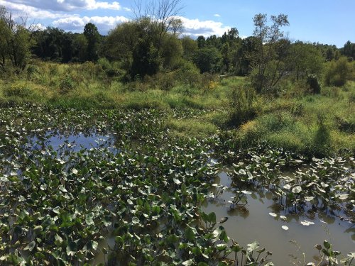 A serene landscape featuring a pond surrounded by lush greenery and lily pads under a clear blue sky.