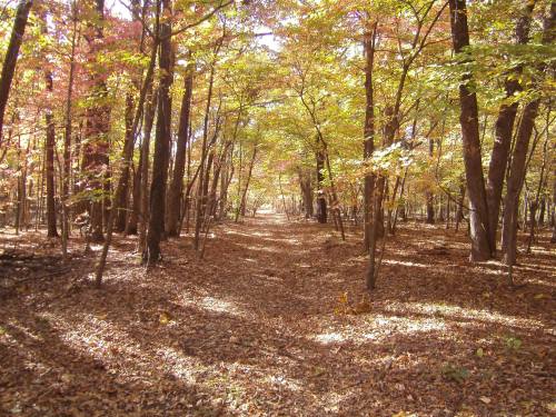 A serene forest path lined with trees displaying vibrant autumn foliage and a carpet of fallen leaves.