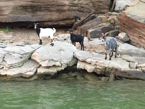 Three goats standing on rocky shore near water, with a natural landscape in the background.