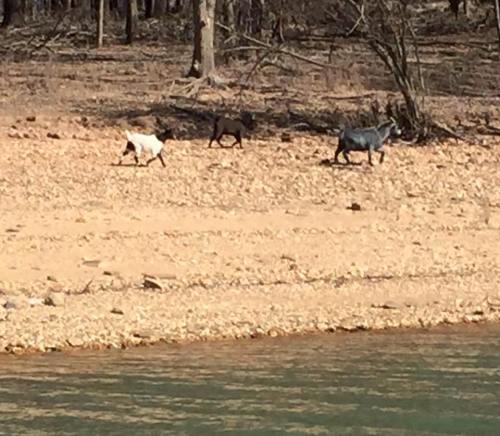 Three goats walking along a sandy shore near a body of water, surrounded by trees and rocky terrain.