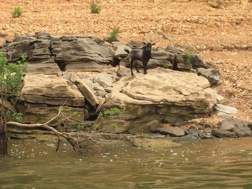 A black goat stands on a rocky outcrop by a body of water, surrounded by dry land and sparse vegetation.