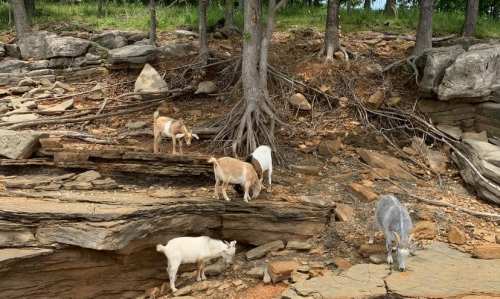 A group of goats grazing on rocky terrain near trees by a lake.