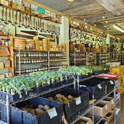A rustic store interior with shelves of jars, tools on the wall, and crates of vegetables and plants in the foreground.