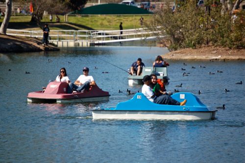 People enjoying pedal boats on a lake, with ducks swimming nearby and trees in the background.