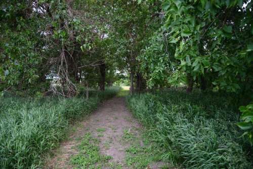 A dirt path surrounded by tall grass and trees, leading into a green, shaded area.