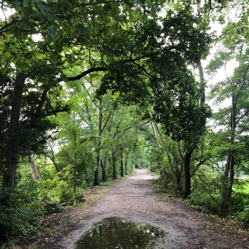 A serene dirt path lined with lush green trees, featuring a small puddle on the ground after rain.