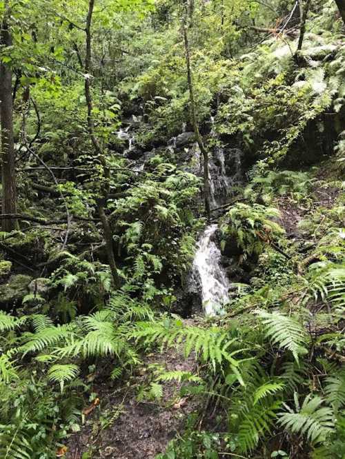 A serene forest scene featuring a small waterfall cascading through lush greenery and ferns.