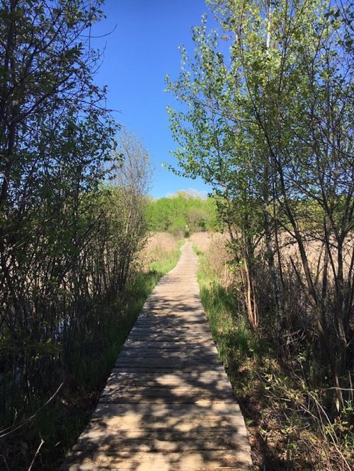 A wooden pathway stretches through lush greenery under a clear blue sky.