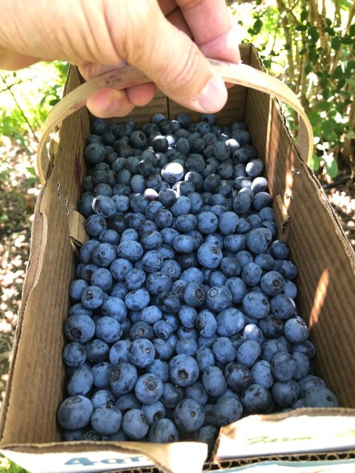 A hand holding a cardboard box filled with fresh, ripe blueberries.