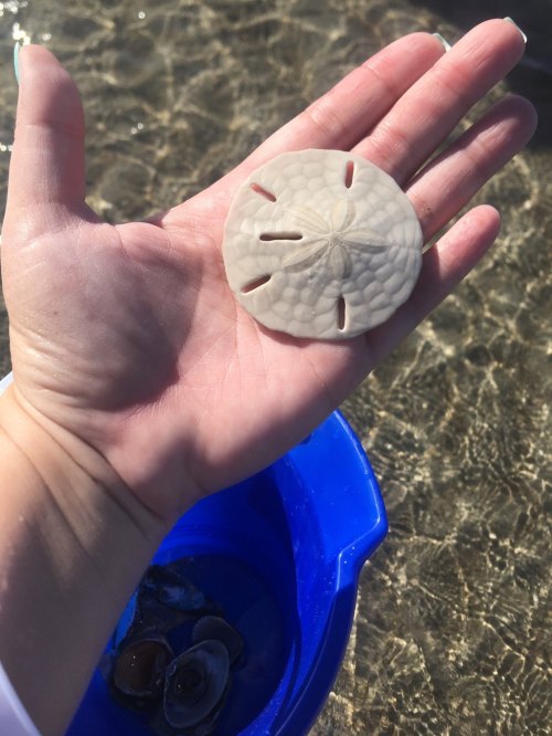A hand holding a sand dollar above a blue bucket filled with seashells, with water in the background.