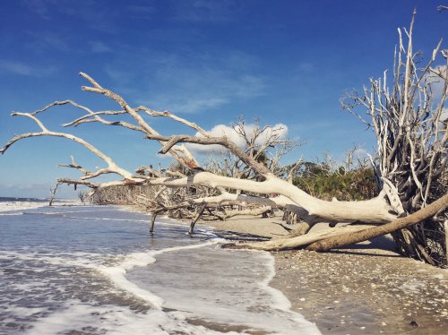 A serene beach scene with weathered, bare trees along the shoreline and gentle waves lapping at the sand.