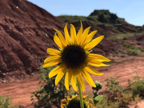 A vibrant sunflower stands tall against a backdrop of red earth and green vegetation under a clear blue sky.