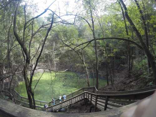 A wooden boardwalk winds through a lush forest, leading to a green pond surrounded by trees.