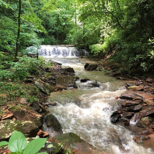 A serene forest scene featuring a flowing stream and a small waterfall surrounded by lush greenery.