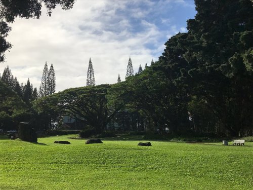 Lush green park with large trees, a grassy area, and tall pine trees in the background under a partly cloudy sky.