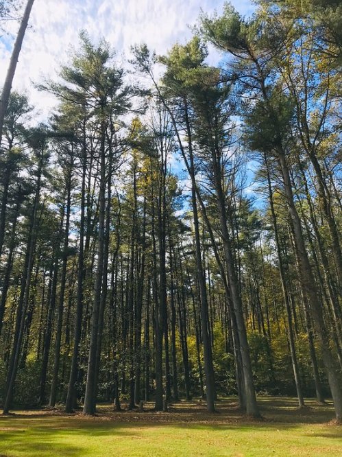 Tall trees in a forest with a clear blue sky and scattered clouds above a grassy area.