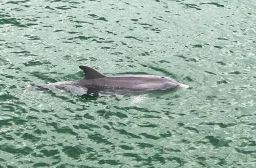 A dolphin swimming in clear, greenish water, partially submerged with its dorsal fin visible.
