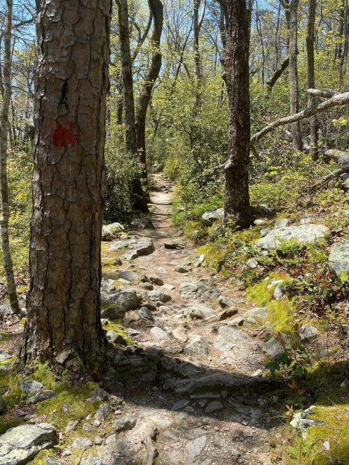 A rocky trail winds through a lush forest, flanked by trees and greenery under a clear blue sky.