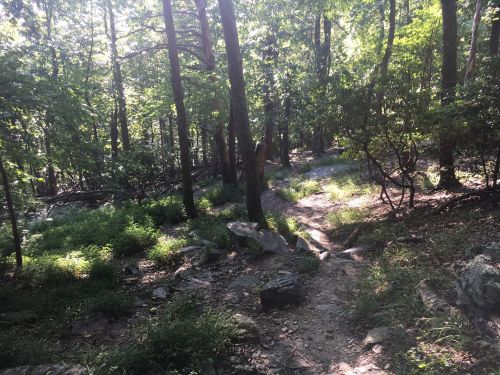 A sunlit forest path winding through trees and greenery, with rocks scattered along the trail.