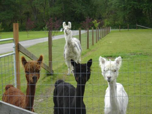 Four llamas of different colors stand behind a fence in a grassy area, with trees in the background.