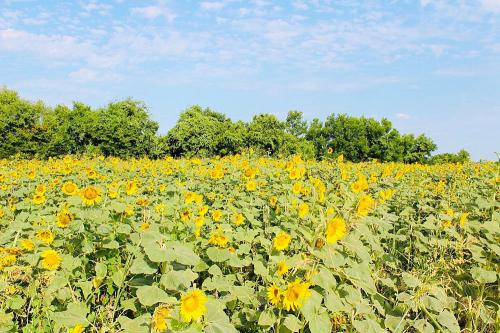 A vibrant field of sunflowers under a blue sky, surrounded by lush green trees.
